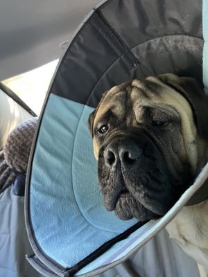 Vision Care for Animals